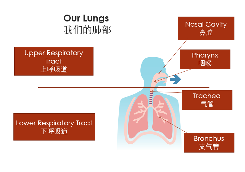 phi_our_lungs