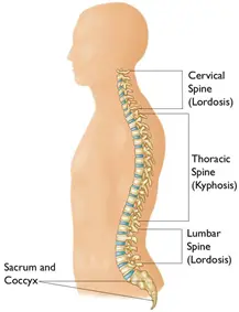 How does the spine work?